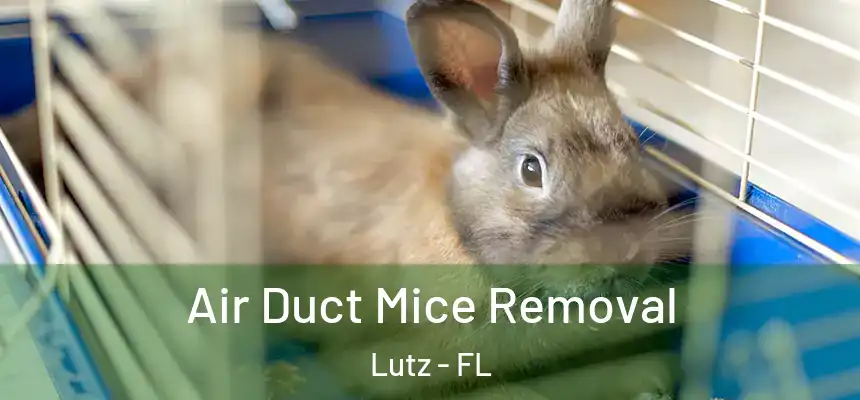 Air Duct Mice Removal Lutz - FL