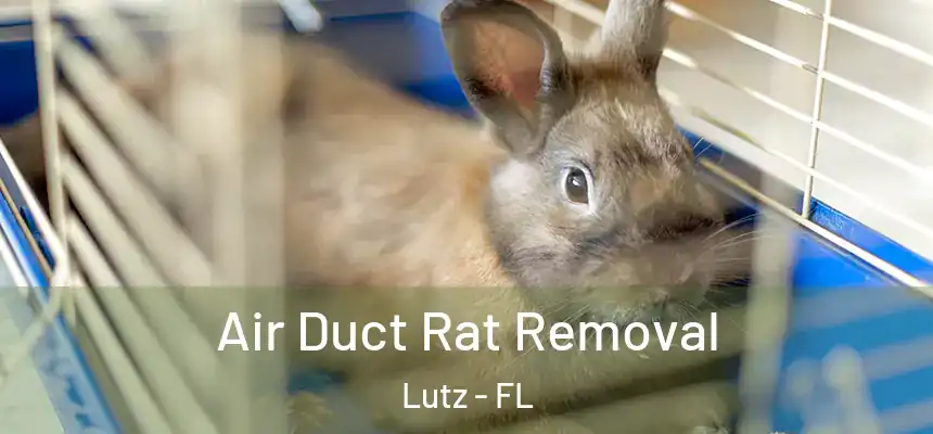 Air Duct Rat Removal Lutz - FL
