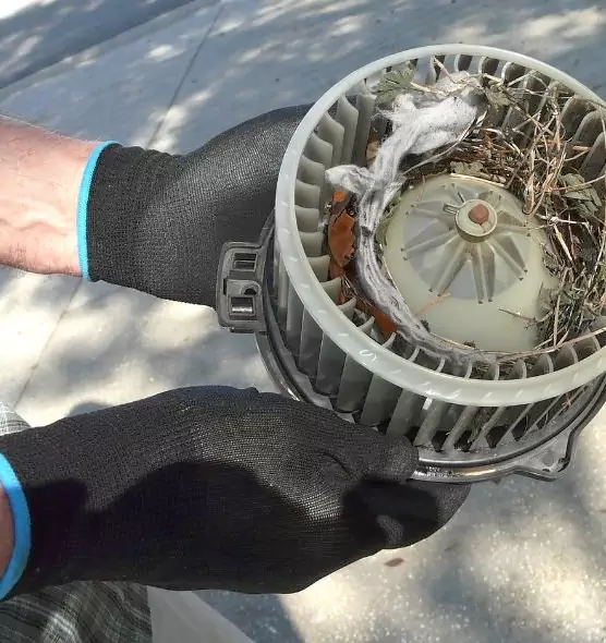 About Air Duct Rat Removal in Lutz, FL